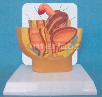 DESK-TYPE HUMAN HEALTH FEMALE URINARY PELVIS MODEL WIDESCRIPTION PLATE